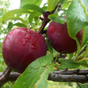Homesteading Basics: Orchard Fruit Varieties